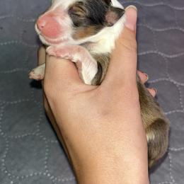 Australian Shepherd and Shetland Sheepdog Puppies from Serenity falls