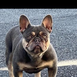 Lola - French Bulldog
