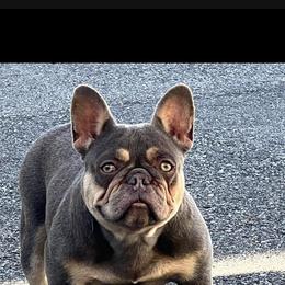Lola - French Bulldog