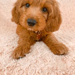 Goldendoodle Puppies from Ruby's Kit & Ka'Doodles