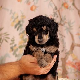 Poodle Puppies from Setting the Standard Poodles