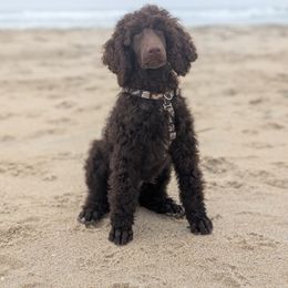 Goldendoodle and Poodle All Grown Up from Whiskey Row Royals