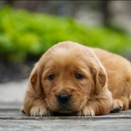 Nyla - Dark golden female Golden Retriever puppy in Saint Joe, Indiana from Golden Acres Farm