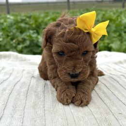 Audrey - Red  female Goldendoodle puppy in Mint Hill, North Carolina from DoodleForever
