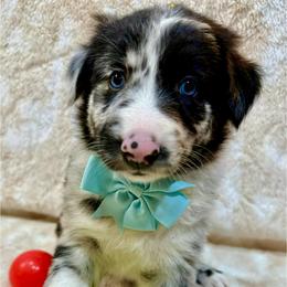 Argon - Blue merle male Australian Shepherd puppy in Az, Yuma, Arizona from The Southern Dog