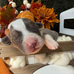 Hazel - Blue female Pembroke Welsh Corgi puppy in Paxton, Illinois from McGovern Family Corgis