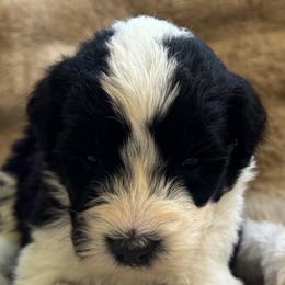 Hashbrown - Black and white male Sheepadoodle puppy in Howell, Michigan from Animal Crackers