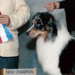 Australian Shepherds and Nova Scotia Duck Tolling Retrievers from Crandellwood