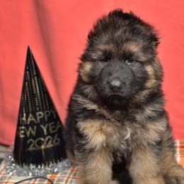 Wilder - Black and red male German Shepherd puppy in Iola, Wisconsin from Aus Hütehunde German Shepherds