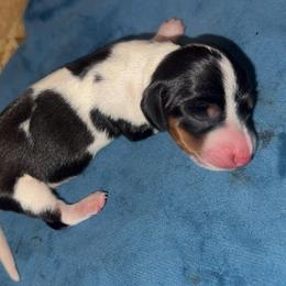 Girl 2 - Piebald female Dachshund puppy in Madison, Wisconsin from SK Miniature   Dachshunds