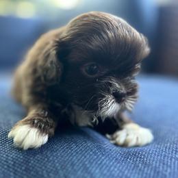 Acorn - Liver and white male Shih Tzu puppy in Statesboro, Georgia from Magnolia Small Breeds