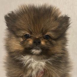 Tiffany - Orange sable female Pomeranian puppy in Eastover, North Carolina from Tea-Cake Pomeranians of The Carolinas
