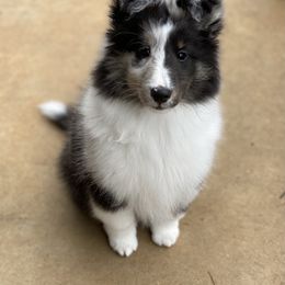 Shetland Sheepdog Puppies from Promise Shelties