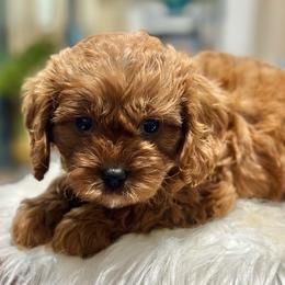 Madeleine - Red female Cavapoo puppy in Palm Beach County, Florida from Benji’s Cockapoos