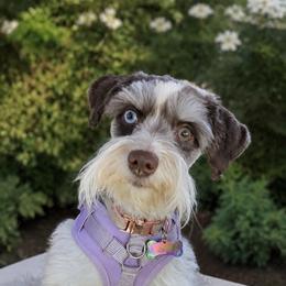 Zara - Miniature Schnauzer