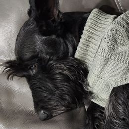 Scottish Terriers from Scottie Terrier
