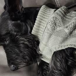 Scottish Terriers from Scottie Terrier