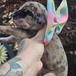 Light pink collar - Merle female Great Dane puppy in Warren, Ohio from Loyal-Loves Great Danes
