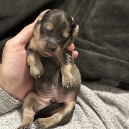 Dachshund Puppies from JB Doxies