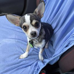 George - Black sabled fawn male Chihuahua puppy in New Castle, Delaware from Sasha’s Elite Kennel LLC