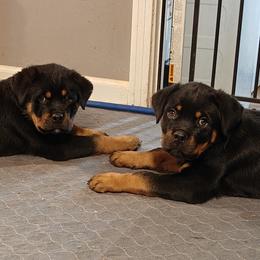 Rottweiler Puppies from Schone Rasse Rottweilers