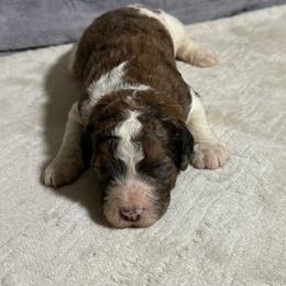Finn - Tri-color male Bernedoodle puppy in Battle Creek, Michigan from T-Rose’s Bernedoodle & Pomsky Puppies