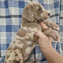 Basil - Merle female Great Dane puppy in Biscoe, North Carolina from Clouser's Bodacious Danes