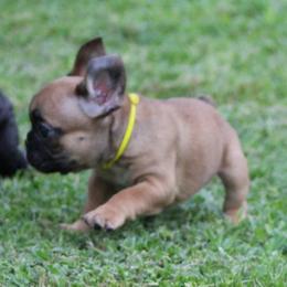 Yellow Collar - Fawn female French Bulldog puppy in Tyler, Texas from Texas Top Notch Frechies