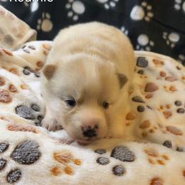 Roumie - White female Pomsky puppy in Blackfoot, Idaho from Snake River Pomskys