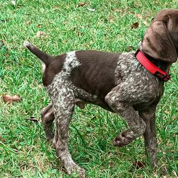 German Shorthaired Pointers from Swampy GSP