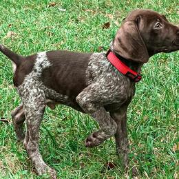 German Shorthaired Pointers from Swampy GSP