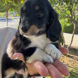Jaq - Black and cream male Dachshund puppy in Cherry Valley, California from Sugar and Spice Dachshunds