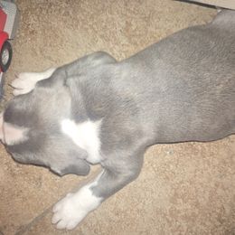 Boston Terrier Puppies from Aronow pups