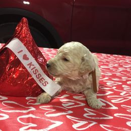 Olde English Bulldogge and Poodle Puppies from Valors Clutch Bulldogges