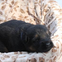 Boy 1 Black and Red - Black and red male German Shepherd puppy in Spencer, Wisconsin from T Double B LLC