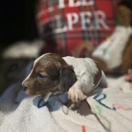 Dachshund Puppies from Green Thumb Farms