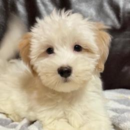 Shira - White male Havanese puppy in Lancaster, South Carolina from 3 Bs Havanese-PUPPIES with  PURPOSE