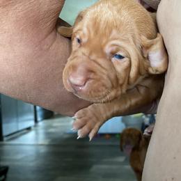 Boy 3 - Golden rust male Vizsla puppy in Chipley, Florida from GT Gundogs