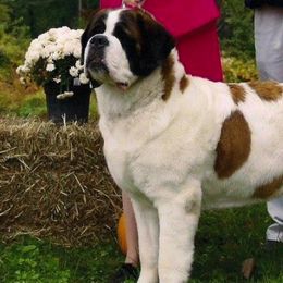Saint Bernards from Somerset Saints