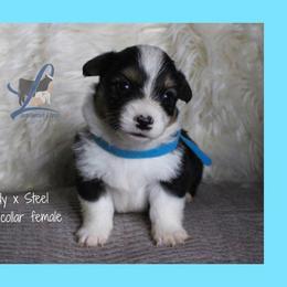 Blue collar - White and black female Pembroke Welsh Corgi puppy in Wayne City, Illinois from Lash Livestock & Corgis