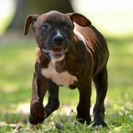 Airhead - Brown brindle male American Staffordshire Terrier puppy in St. Augustine, Florida from LBK & Ancient City