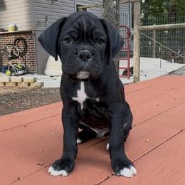 Bolt - Brindle male Boxer puppy in Taft, Tennessee from Hillbillie Boxers