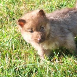 Dobby - Red and white male Siberian Husky puppy in Mechanicsville, Virginia from Shinko Siberians