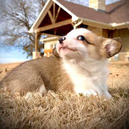 Pembroke Welsh Corgi Puppies from Diamond G Corgis