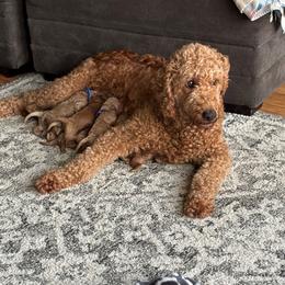 Rosie - Goldendoodle
