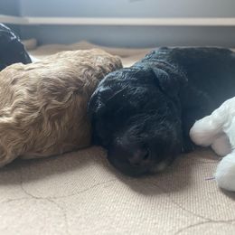 Poodle Puppies from Sweet Country Standards