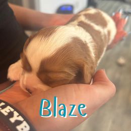 Blaze - Blenheim male Cavalier King Charles Spaniel puppy in Rockville, Maryland from Skais the Limit Cavaliers