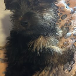 Tucker - Black and tan male Yorkshire Terrier puppy in Eden, Maryland from Canines  Unlimited