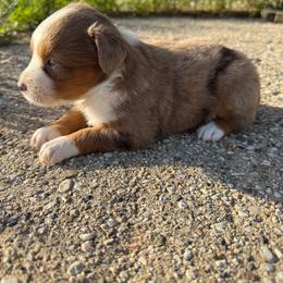 Latte - Red merle female Miniature Australian Shepherd puppy in Marion, Michigan from Highland Hills Mini Aussies