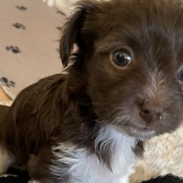 Coco Brown - Chocolate Havanese puppy in Tacoma, Washington from T&T Havanese